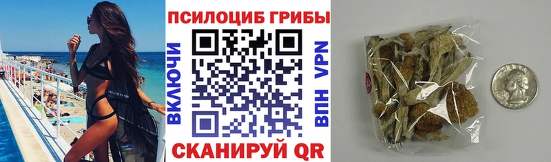 Купить  Сретенск  Псилоцибиновые грибы Psilocybe 